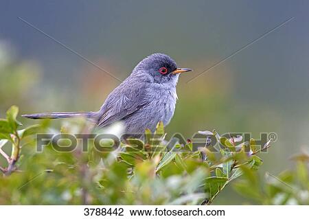 Marmora's Warbler (Sylvia sarda) perching on branch View Large Photo Image Stock Image - Marmora's Warbler (Sylvia sarda) perching on branch . Fotosearch