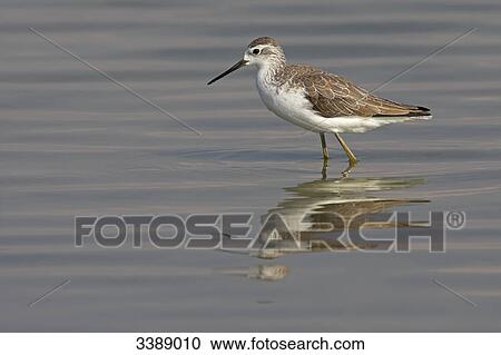 Stock Image - Marsh Sandpiper (Tringa stagnatilis) walking in the water, side view . Fotosearch