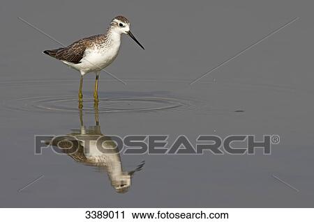 Stock Image - Marsh Sandpiper (Tringa stagnatilis) standing in the water . Fotosearch