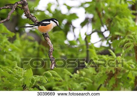 Masked Shrike (Lanius nubicus) sitting on branch, side view View Large Photo Image Stock Photo - Masked Shrike (Lanius nubicus) sitting on branch, side view . Fotosearch