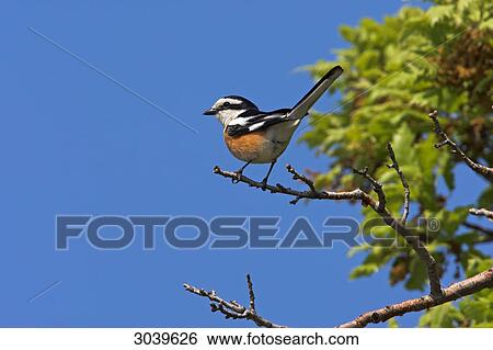 Masked Shrike (Lanius nubicus) sitting on branch, side view View Large Photo Image Stock Photograph - Masked Shrike (Lanius nubicus) sitting on branch, side view . Fotosearch