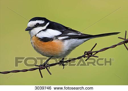 Masked Shrike (Lanius nubicus) sitting on barbed wire, close-up View Large Photo Image Stock Photograph - Masked Shrike (Lanius nubicus) sitting on barbed wire, close-up . Fotosearch