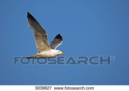 Mediterranean Yellow-legged Gull (Larus michahellis) in mid-air, side view View Large Photo Image Stock Photo - Mediterranean Yellow-legged Gull (Larus michahellis) in mid-air, side view . Fotosearch