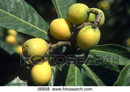 Stock Photo - Medlar fruit (Mespilus germanica) growing on branch, Greece . Fotosearch