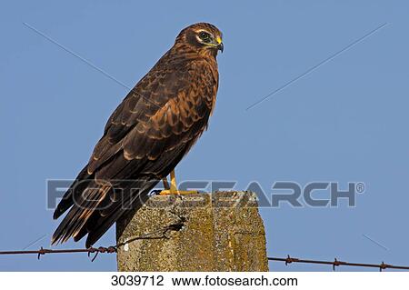 Montagues Harrier (Circus pygargus) sitting on fencepost, side view View Large Photo Image Stock Image - Montagues Harrier (Circus pygargus) sitting on fencepost, side view . Fotosearch