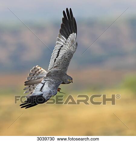 Montagues Harrier (Circus pygargus) airborne with prey View Large Photo Image Stock Image - Montagues Harrier (Circus pygargus) airborne with prey . Fotosearch