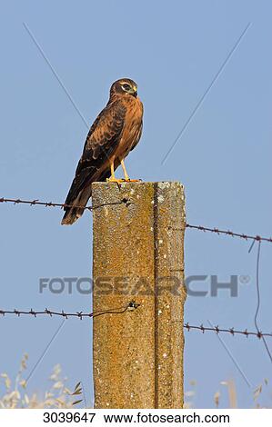 Montagues Harrier (Circus pygargus) sitting on fencepost View Large Photo Image Stock Photo - Montagues Harrier (Circus pygargus) sitting on fencepost . Fotosearch