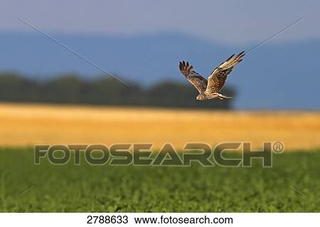 Montagu's Harrier (Circus pygargus) flying over cornfield View Large Photo Image Stock Image - Montagu's Harrier (Circus pygargus) flying over cornfield . Fotosearch