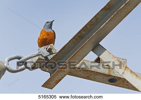 Mountain Rock Thrush, Monticola saxatilis View Large Photo Image Stock Photography - Mountain Rock Thrush, Monticola saxatilis . Fotosearch