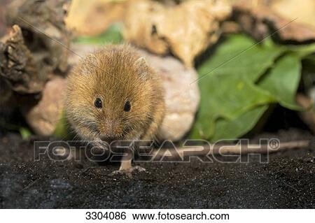 Mouse, Muridae, Geesthacht, Schleswig-Holstein, Germany View Large Photo Image Stock Photograph - Mouse, Muridae, Geesthacht, Schleswig-Holstein, Germany . Fotosearch