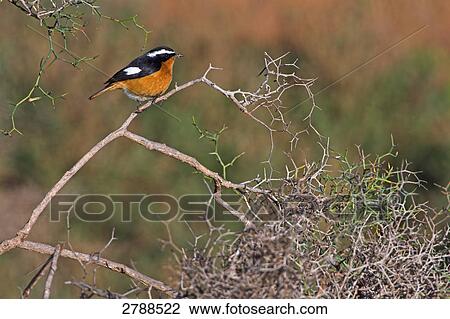 Moussier's Redstart (Phoenicurus moussieri) perching on twig View Large Photo Image Stock Image - Moussier's Redstart (Phoenicurus moussieri) perching on twig . Fotosearch
