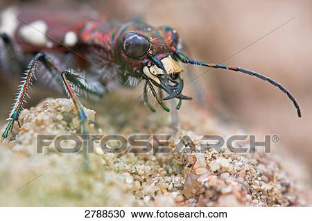 Northern dune tiger beetle, Cicindela hybrida, close-up View Large Photo Image Stock Image - Northern dune tiger beetle, Cicindela hybrida, close-up . Fotosearch