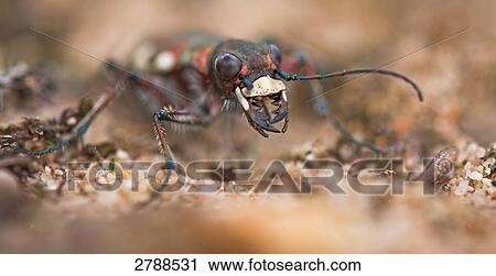Northern dune tiger beetle, Cicindela hybrida, close-up View Large Photo Image Stock Image - Northern dune tiger beetle, Cicindela hybrida, close-up . Fotosearch