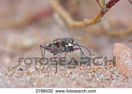 northern dune tiger beetle, Cicindela hybrida, close-up View Large Photo Image Stock Image - northern dune tiger beetle, Cicindela hybrida, close-up . Fotosearch