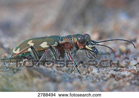 Northern dune tiger beetle, close-up View Large Photo Image Picture - Northern dune tiger beetle, close-up . Fotosearch