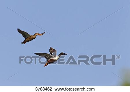 Northern Shoveler pair (Anas clypeata) flying View Large Photo Image Stock Image - Northern Shoveler pair (Anas clypeata) flying . Fotosearch