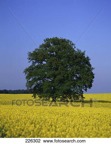 Oilseed rape (Brassica napus) flowers blooming in field, Germany View Large Photo Image Stock Image - Oilseed rape (Brassica napus) flowers blooming in field, Germany . Fotosearch