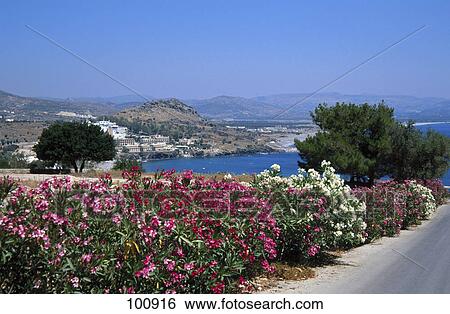 Stock Photograph - Oleander plants at roadside with bay in background, Vlicha Bay, Lindos, Rhodes, Dodecanese Islands, Greece . Fotosearch