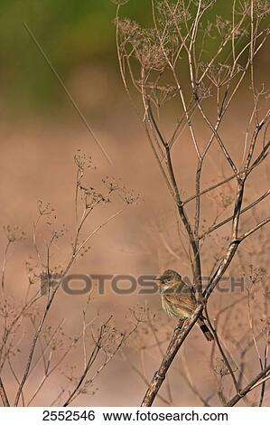 Stock Photograph - Olivaceous Warbler (Hippolais pallida) perching on stem . Fotosearch
