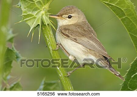 Olivaceous Warbler, Hippolais pallida View Large Photo Image Stock Photograph - Olivaceous Warbler, Hippolais pallida . Fotosearch