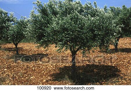 Stock Image - Olive trees in field, Kampi Village, Zakynthos Island, Ionian Islands, Greece . Fotosearch