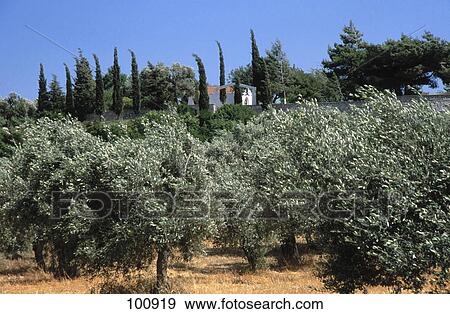 Olive trees with church in background, Church Of Agia Triada, Rhodes, Dodecanese Islands, Greece View Large Photo Image Stock Photo - Olive trees with church in background, Church Of Agia Triada, Rhodes, Dodecanese Islands, Greece . Fotosearch