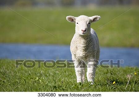 One Lamb standing on a pasture, Schleswig-Holstein, Germany View Large Photo Image Stock Image - One Lamb standing on a pasture, Schleswig-Holstein, Germany . Fotosearch