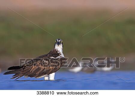 Ospreys (Pandion haliaetus) standing in shallow water View Large Photo Image Stock Image - Ospreys (Pandion haliaetus) standing in shallow water . Fotosearch