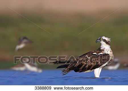Stock Photo - Ospreys (Pandion haliaetus) standing in shallow water . Fotosearch