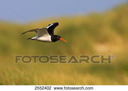 Stock Image - Oystercatcher bird in flight . Fotosearch