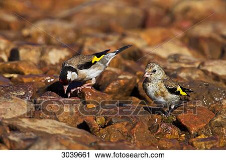 Stock Image - Pair of European Goldfinches (Carduelis carduelis) sitting on waterside stones . Fotosearch