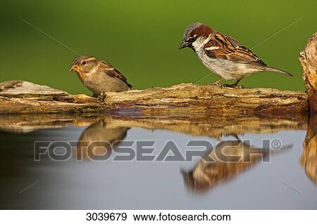 Stock Photo - Pair of House Sparrows (Passer domesticus) at watering place, side view . Fotosearch