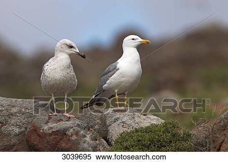 Stock Photography - Pair of Western Yellow-legged Gulls (Larus michahellis) standing on rock . Fotosearch
