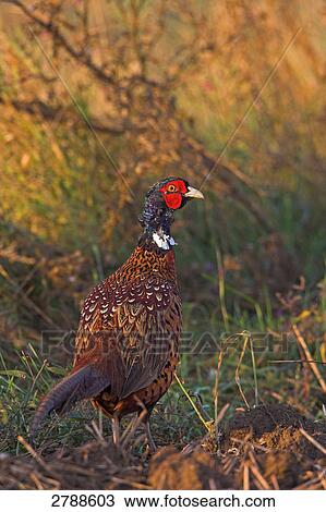 Pheasant walking in field View Large Photo Image Stock Image - Pheasant walking in field . Fotosearch