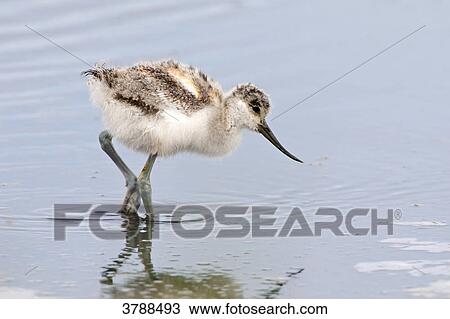 Pied Avocet chick (Recurvirostra avosetta) wading in water View Large Photo Image Stock Image - Pied Avocet chick (Recurvirostra avosetta) wading in water . Fotosearch