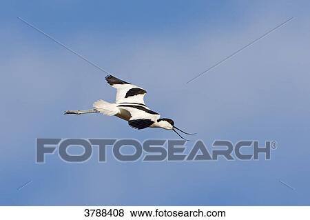 Pied Avocet (Recurvirostra avosetta) flying View Large Photo Image Stock Photo - Pied Avocet (Recurvirostra avosetta) flying . Fotosearch
