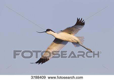 Stock Photo - Pied Avocet (Recurvirostra avosetta) flying . Fotosearch