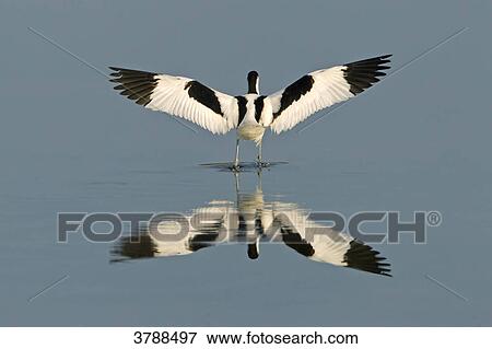 Pied Avocet (Recurvirostra avosetta) emerging from water View Large Photo Image Stock Photo - Pied Avocet (Recurvirostra avosetta) emerging from water . Fotosearch