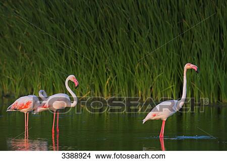 Pink flamingos (Phoenicopterus ruber roseus) standing in water, side view View Large Photo Image Picture - Pink flamingos (Phoenicopterus ruber roseus) standing in water, side view . Fotosearch
