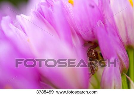 Pink flowers, close-up View Large Photo Image Stock Photo - Pink flowers, close-up . Fotosearch