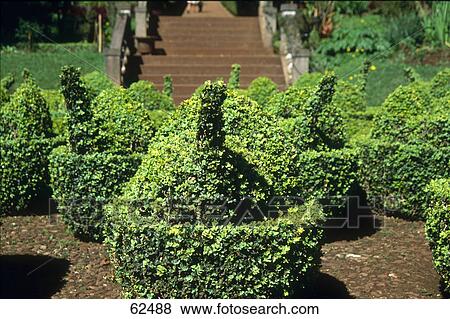 Plants in garden, Madeira, Portugal, Europe View Large Photo Image Stock Photo - Plants in garden, Madeira, Portugal, Europe . Fotosearch