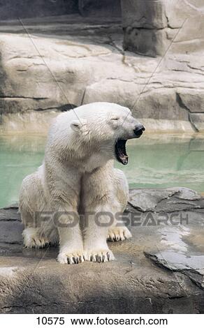Polar bear (Ursus maritimus) yawning in zoo View Large Photo Image Stock Photography - Polar bear (Ursus maritimus) yawning in zoo . Fotosearch