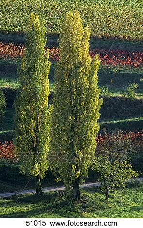 Stock Photography - Poplar trees on rural landscape, Germany . Fotosearch