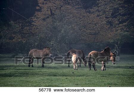 Prewalski horses standing in field View Large Photo Image Stock Photo - Prewalski horses standing in field . Fotosearch