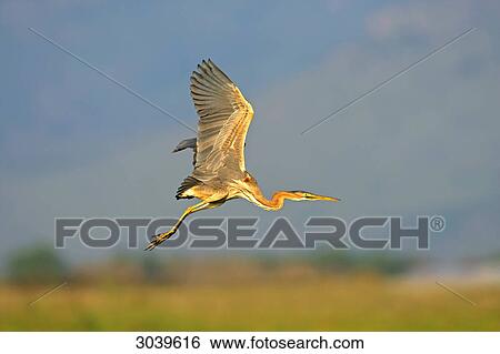 Stock Photograph - Purple Heron (Ardea purpurea) in mid-air, side view . Fotosearch