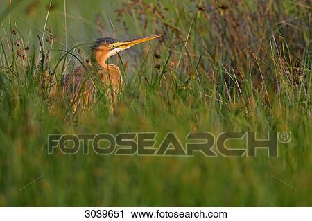 Purple Heron (Ardea purpurea) sitting among the reeds, side view View Large Photo Image Stock Image - Purple Heron (Ardea purpurea) sitting among the reeds, side view . Fotosearch
