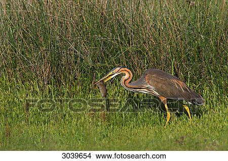 Picture - Purple Heron (Ardea purpurea) with prey animal, side view . Fotosearch