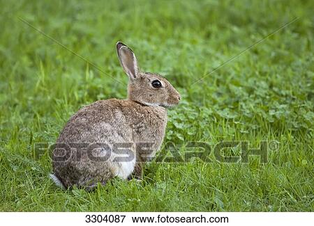 Rabbit, Oryctolagus cuniculus, Bramfeld, Hamburg, Germany View Large Photo Image Stock Photo - Rabbit, Oryctolagus cuniculus, Bramfeld, Hamburg, Germany . Fotosearch