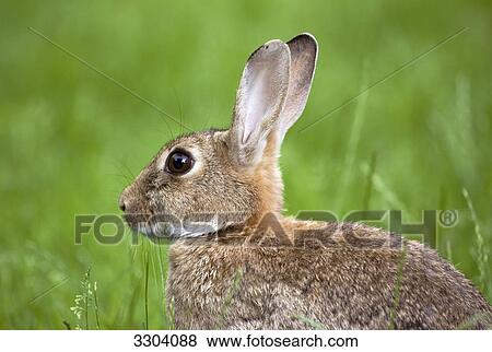Rabbit, Oryctolagus cuniculus, Bramfeld, Hamburg, Germany View Large Photo Image Stock Photo - Rabbit, Oryctolagus cuniculus, Bramfeld, Hamburg, Germany . Fotosearch