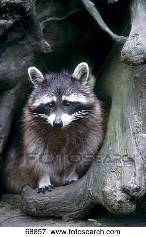 Raccoon (Procyon lotor) in tree cave hole View Large Photo Image Stock Photo - Raccoon (Procyon lotor) in tree cave hole . Fotosearch
